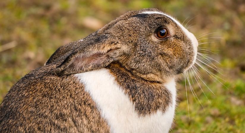 A nyuszi nem ünnepi kellék, vagy néhány napra szóló meglepetés