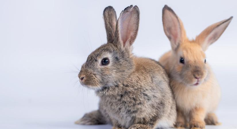 Nyuszijogsi a felelős állattartásért