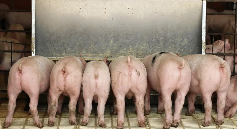 Bászna Gabona: hiába került előzetesbe a cégvezető, a bukott gabonacég társvállalata is sokaknak tartozik