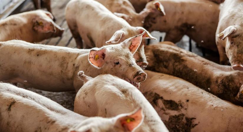 Országszerte megjelent a háziállatokra is veszélyes álveszettség, az Aujeszky-vírus