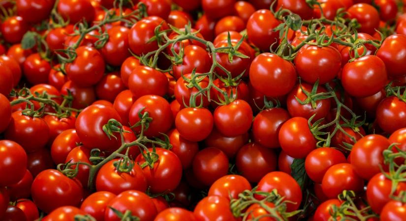 Utolsó roham a paradicsomért: ünnep után jön csak az igazi feketeleves?
