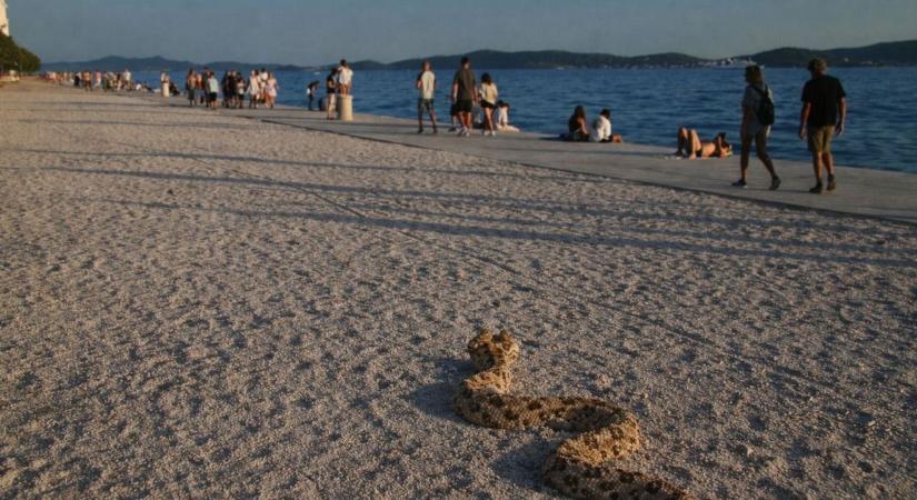 Veszélyben a nyaralás: mérges kígyók jelentek meg a magyarok egyik kedvenc helyén