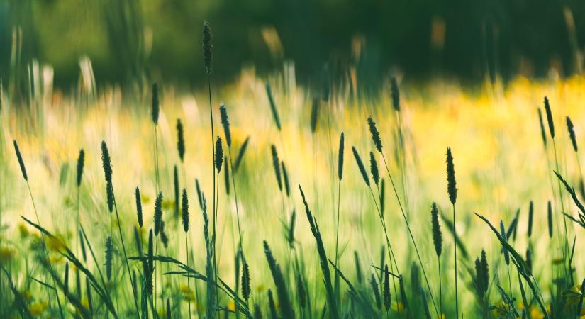 Készülődés az idei gyepgazdálkodási szezonra