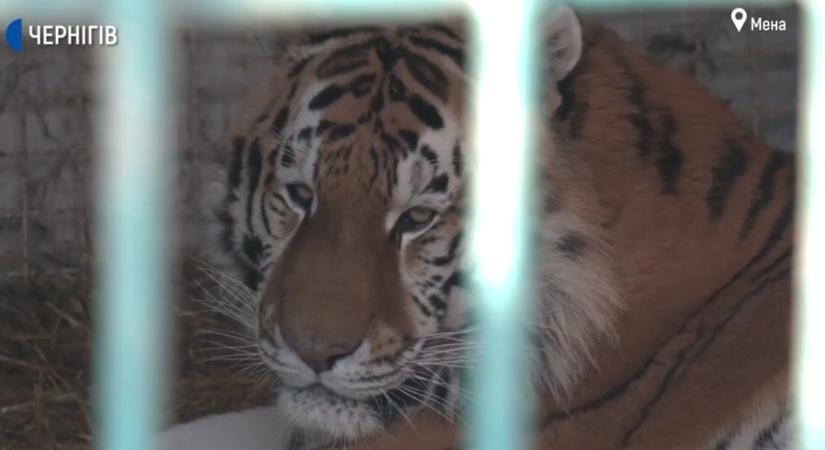 Tigris harapta át gondozója torkát egy ukrán állatkertben