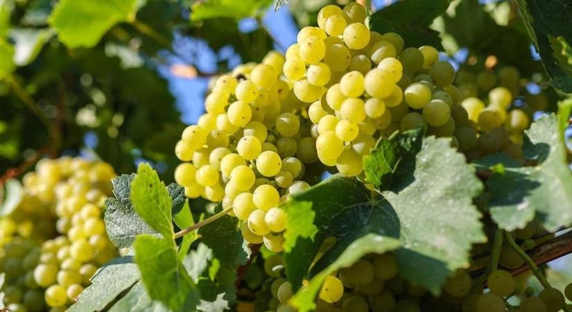 Fertőzött a borvidék Győr-Moson-Sopronban, 19 települést már érint az aranyszínű sárgaság