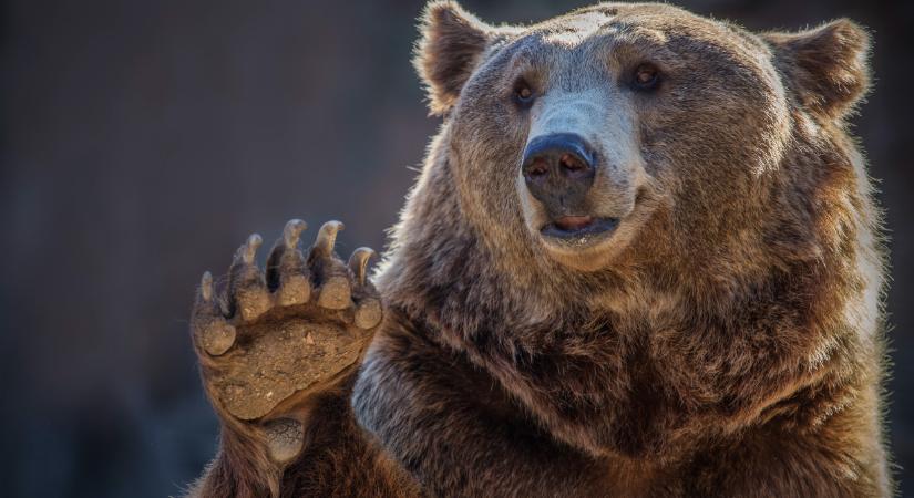 Hihetetlen, mik ólálkodnak a magyar erdőkben: így leplezték le őket