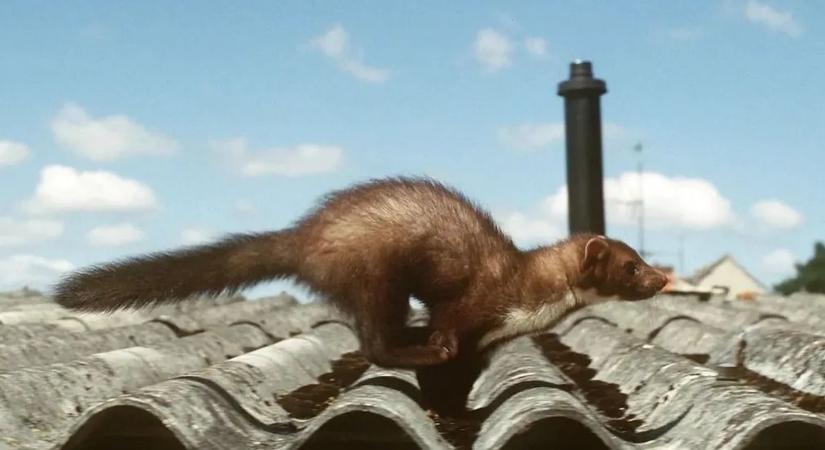 Újra támad az autók egyik legnagyobb ellensége – így védekezhet ellene