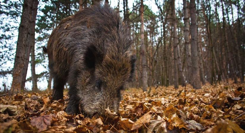 Vaddisznó ólálkodik Szombatheyen: megtámadott egy kutyát
