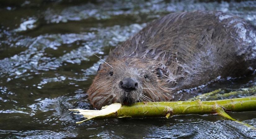Visszatértek Somogyba: látványos pusztításuk azonnal beazonosítja ezeket a családokat