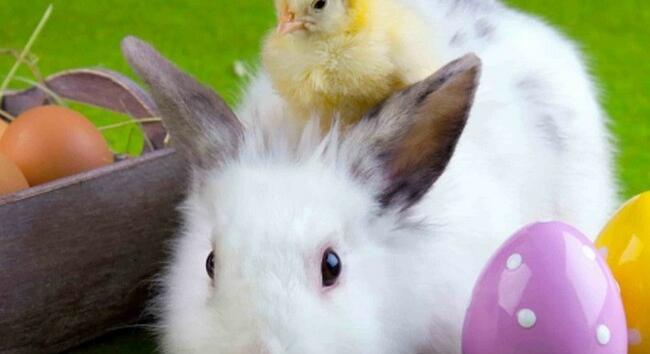 Húsvéti nyúl: meglepő igazság derült ki a tojást tojó nyúl eredetéről