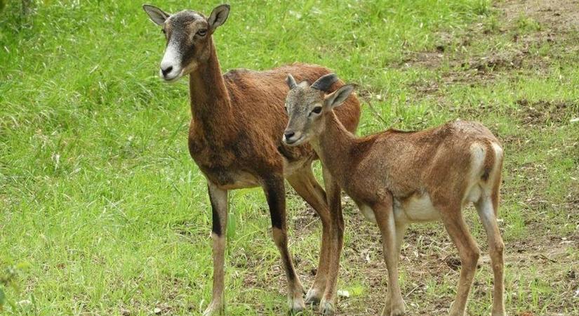 Cukiságbomba a parkban: vadmalacok és húsvéti programok is várnak (galéria)