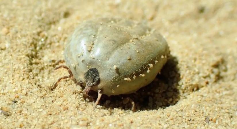 A veszélyes óriásparazita akár 100 méteren át követi áldozatát, az pedig lehet ember is