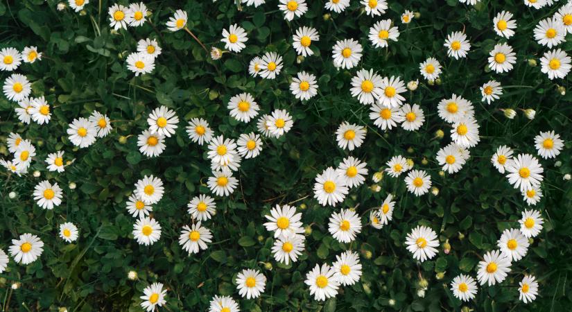 Nem jelent jót! Miért baj, ha százszorszép nő a kertedben?