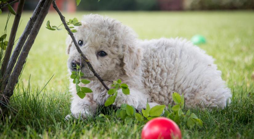 Nem akármi derült ki erről a magyar kutyafajtáról: ezt nem sokan tudják