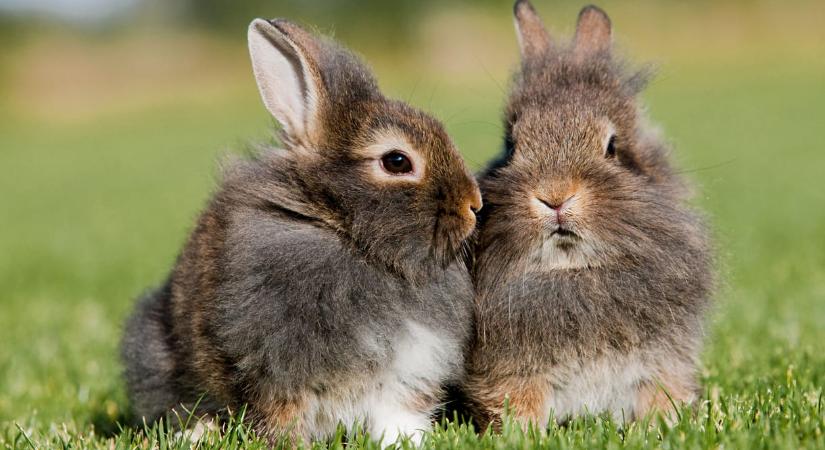 5 különös húsvéti hagyomány a világ különböző tájairól