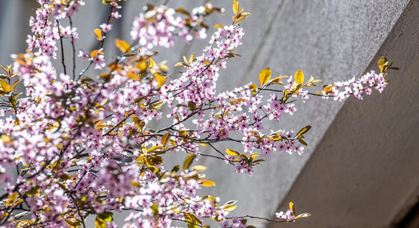 Húsvétig melegszik az idő, hétfőn viszont hidegfront érkezik