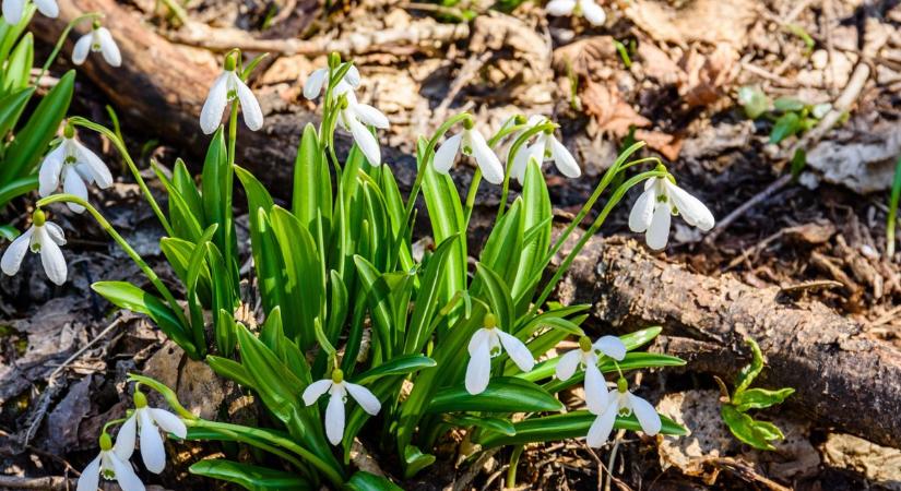 Nagyon meleg volt az idei március, kevés eső esett Győr-Moson-Sopronban