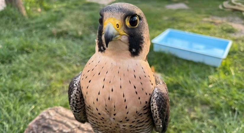 Videóra vették a mentést: nem mindennapi jelenet Tiszaörsön