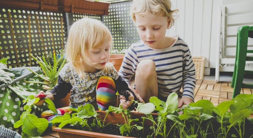 Házi fűszerkert: zöldségek és fűszernövények, amik az erkélyen is megteremnek