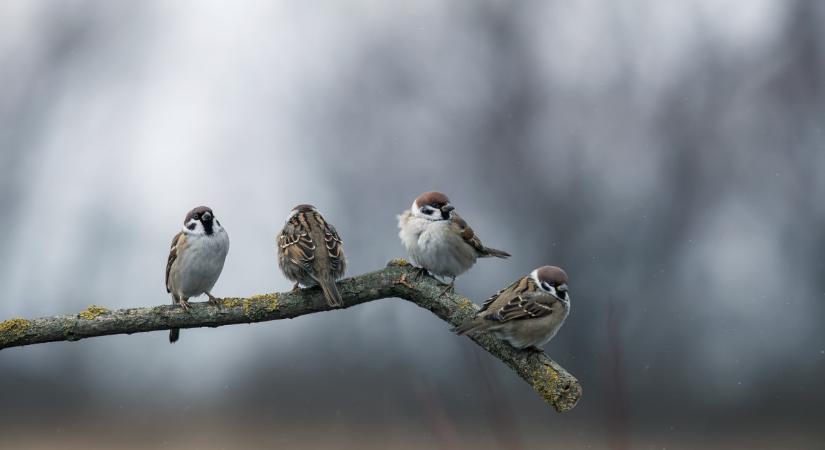 Mi rejtőzik a kertben? Itt az idő lerántani a leplet