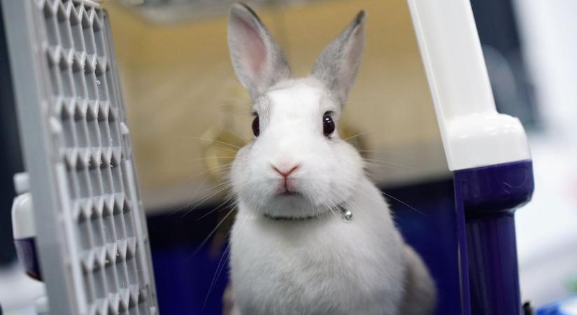 Sok állat kerül az ünnepek után az utcára vagy menhelyre