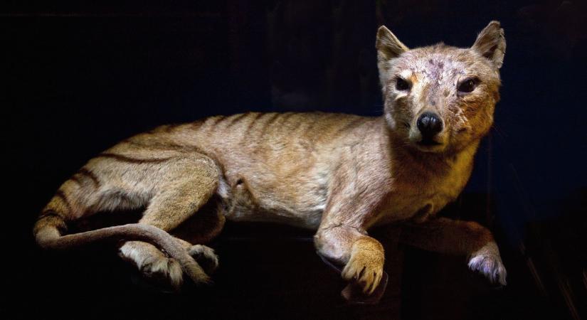 Sokkal tovább fennmaradhatott a tasmán tigris Ausztráliában, mint eddig hittük