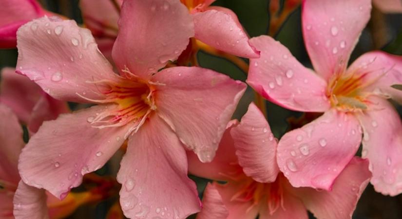 Leandered van? Ettől lesz tele virággal egész nyáron