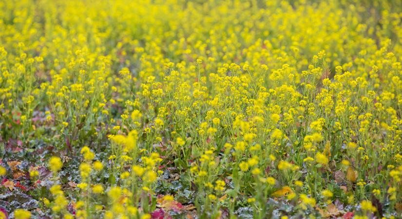 Hétfőn jön a hidegfront, még a szél is feltámad