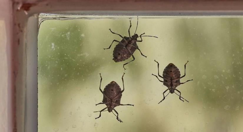 Vége a poloskainváziónak: Itt a filléres módszer, amivel végleg kitakaríthatja őket!