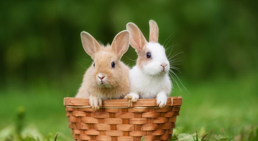 Ezért lehet a húsvéti nyúlvásárlás az év legrosszabb ötlete