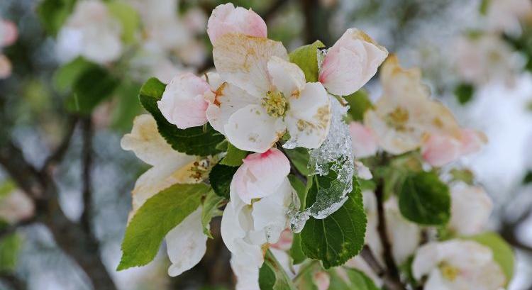 Fagyriadó Franciaországban: gyertyákkal védik a termést