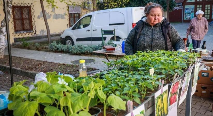 Irány a kiskert! Rengeteg a teendő, már vethetünk is a szabadföldbe