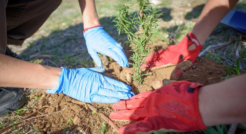 5 fa, ami túléli az aszályt és árnyékot is ad – ezeket ültesd a kertedbe!