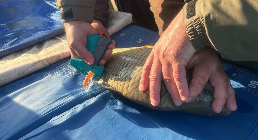 Most érdemes pecázni: elképesztő nyeremény jár ezért a különleges tiszai fogásért