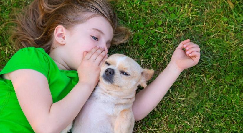 Világraszóló tudományos áttörés: ezzel a módszerrel megérti egymást ember és állat