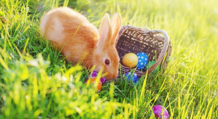 Vajon minden nyúlnak piros a szeme? – A nagy nyuszi kvízből kiderül!