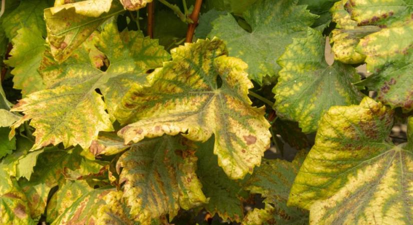 Ha így műveled a szőlőt, kevésbé fogja szeretni a kabóca