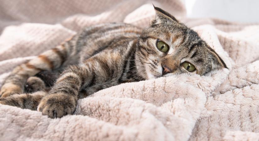 Ezekből a jelekből ismerheted fel, hogy szorong a cicád: így segíthetsz rajta