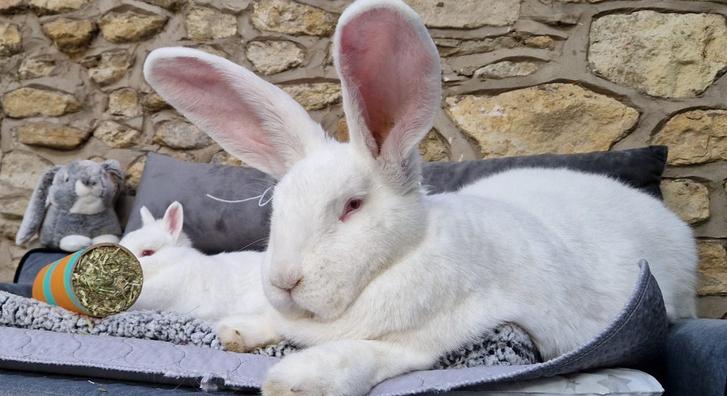 Mesébe illő barátság szövődött egy óriás és egy aprócska nyúl között