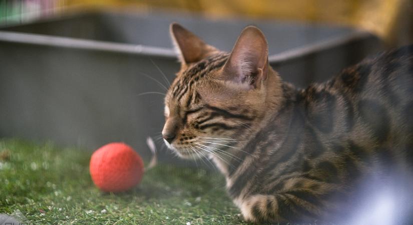 Elindult a Macskajogsi: így válhatunk tudatos és felelős macskatartóvá