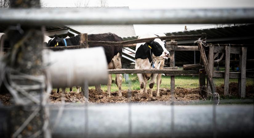 „Sok tennivaló lesz április után, de nem politikai érdekek mentén, mint most” – interjú Bóna Szabolccsal, a Tisza agrárszakértőjével