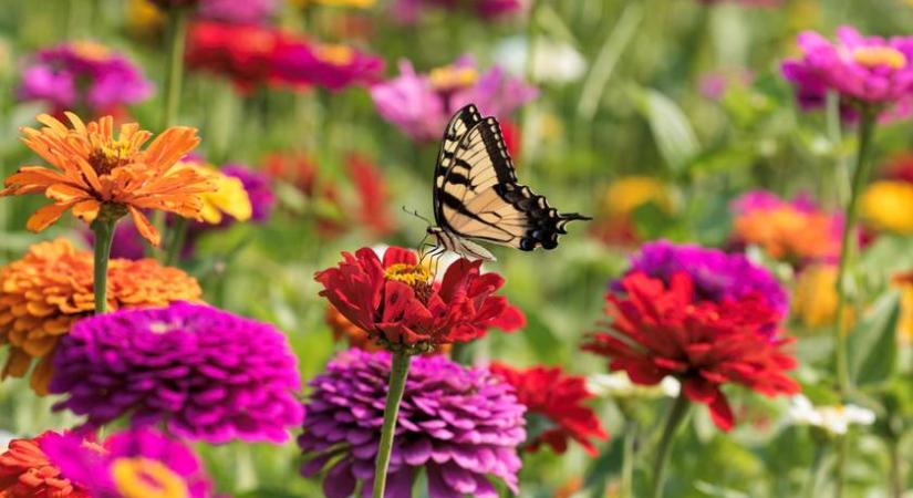 5 virág, amit a legjobb áprilisban elültetni: gyönyörű lesz a kerted nyárra