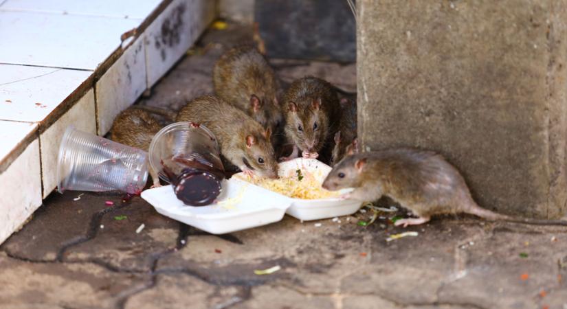 A patkányok már az autóban vannak!