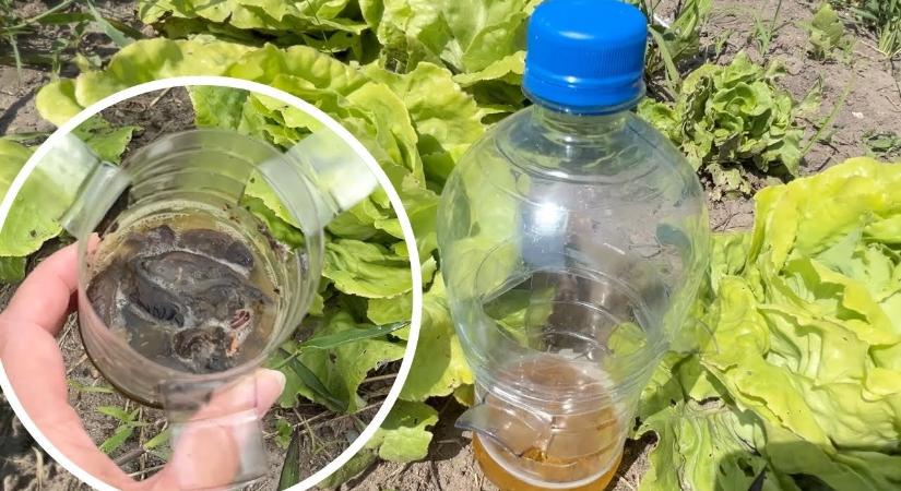 A trükk, amit egyre több magyar kertben használnak: így tűnnek el a csigák egyetlen éjszaka alatt a kertből