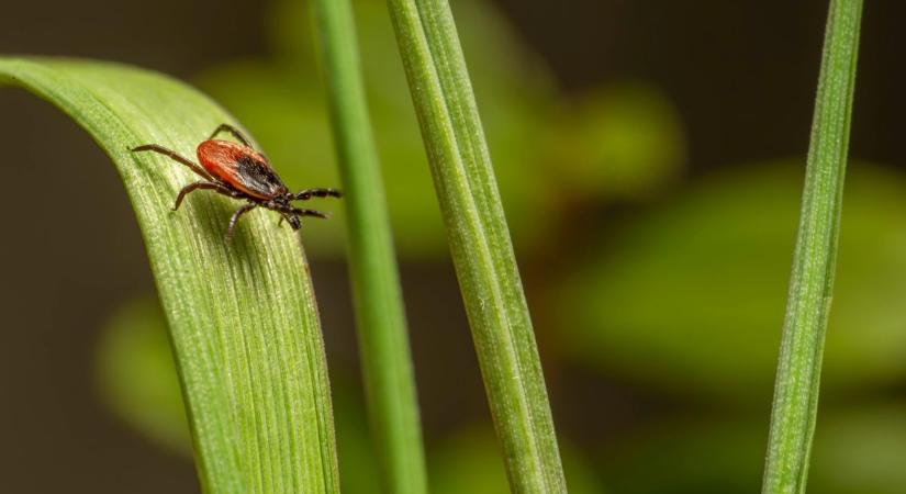 Tényleg kullancsinvázió van Vasban? - Utánajártunk