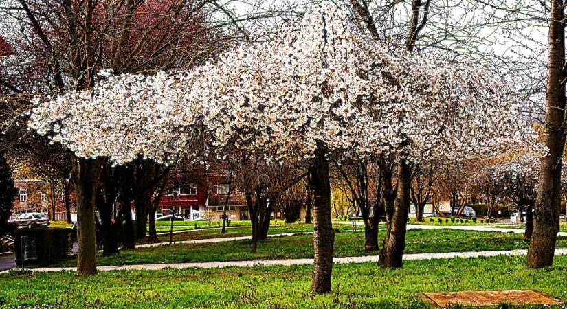 Lenyűgöző természet: laposra nyírt díszcseresznyék építik a lelket