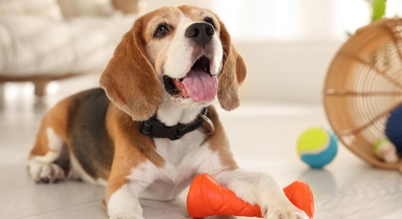 Van a kutyádnak humorérzéke?