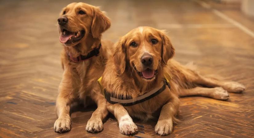 Különleges kutyaesküvőn adtak össze két kutyát - adománygyűjtés volt a cél