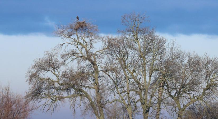 A szakembereket is meglepték a sasok: építés helyett idegen fészket foglaltak el