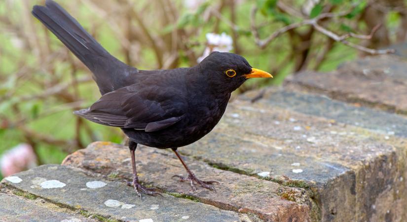 Te is észrevetted, hogy szinte eltűntek a madarak? Megvan, mi áll a háttérben